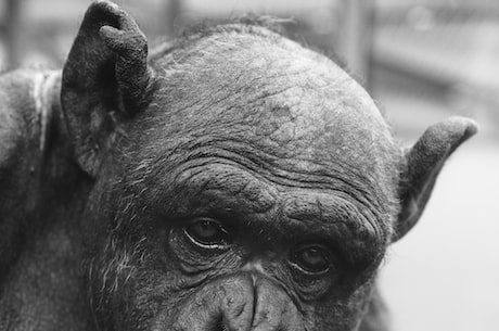 黑猩猩的政治：他们的难题和策略