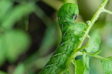 caterpillar(如何有效地使用卡特彼勒寻求更好的工作体验？)