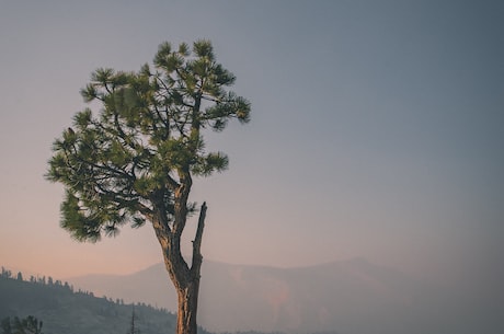 树玉——美轮美奂的盆景艺术
