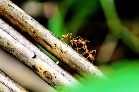 蚂蚁庄园(蚂蚁庄园：让你轻松拥有自己的庄园)