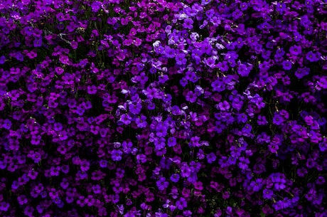 紫茎泽兰(紫茎泽兰神奇妙用，还能治疗什么？)