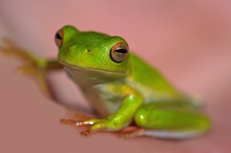 珍珠蛙(引人入胜：珍珠蛙美丽的外表下蕴藏科学之谜)