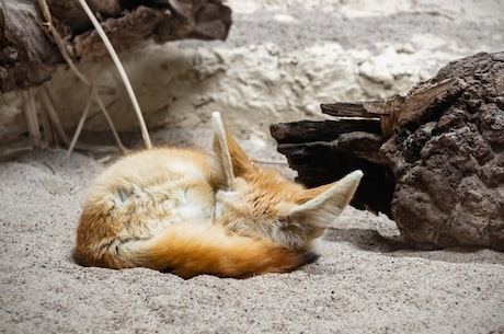 sweetie fox(一只名叫sweetie fox的狐狸，这是它的故事)