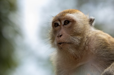 小倭蜂猴想吃葡萄，如何做到让它自己采摘？