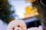 贵宾犬图片(最贵的贵宾犬图片，你见过吗?)