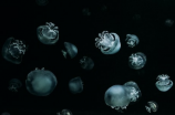 织纹螺：一个神秘的海洋生物