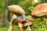 假如蜗牛有爱情，蜗牛又如何表达？