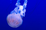 神秘蛋黄水母：海洋异景