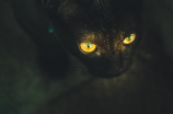 黑猫奇闻社：揭秘世界上最神秘的黑猫事件