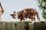 路由器与猫(如何让你家的路由器和猫和谐相处？)