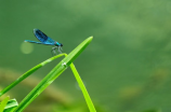 蜻的组词：蜻蜓，龟蜻，蜻虫等组成的生动词汇