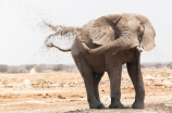 大象的重量(你知道大象的重量有多少吗？)