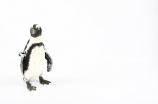小企鹅动画片受到年轻观众的追捧