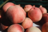 当蜜桃成熟时：中国的桃树种植与养护技巧