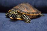 小乌龟图片(探秘世界上最可爱的小乌龟【附图片】)