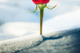 红玫瑰半截白菜小说：一次因爱而起的全新冒险