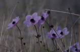 小蓬草：来自大草原的野性之花