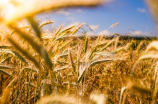 解读粮组词：从稻谷到面包，探索粮食的奥秘