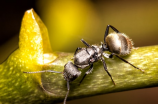 蚂蚁的习性(蚂蚁的习性到底有哪些？)