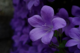 摄影分享：绚丽花海中的紫罗兰图片