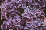 一株紫丁香(一株紫丁香：被中国人最喜爱的花卉之一)