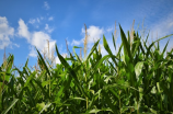 玉米现货价格呈上涨趋势，10月份或将继续上涨
