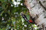 啄木鸟行动(全球最大树木保护组织公布「啄木鸟行动」计划)