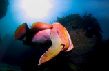 海螵蛸(海螵蛸：珊瑚礁上的“怪兽”)