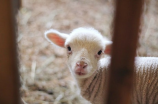 羊的图片(绵羊、野羊、细毛羊，哪一种最可爱？)