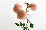 蔷薇(蔷薇与爱情--想知道每朵蔷薇背后的含义吗？)
