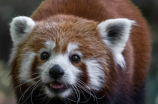 【熊猫眼图片】全球珍稀物种熊猫眼揭示了什么
