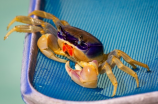 发现大龙虾：品味鲜美的海洋珍品