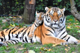 曾在雷布里德山谷的菲克老虎现已成为野生动物的保护者