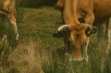 模拟农场2013养牛(模拟农场2013养牛，快速打造畜牧业新模式)